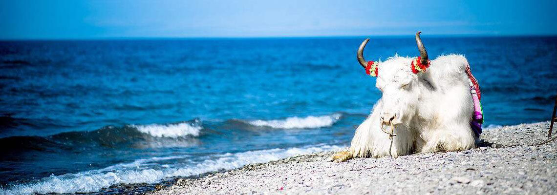 Ta'er Lamasery and Qinghai Lake Tour