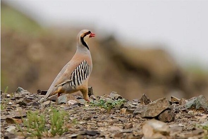 Kalamaili Nature Reserve