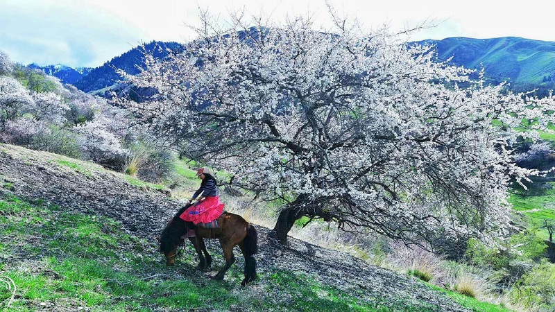 Yining Tuergen Apricot